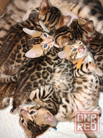 Продам бенгальских котят Донецк - изображение 7