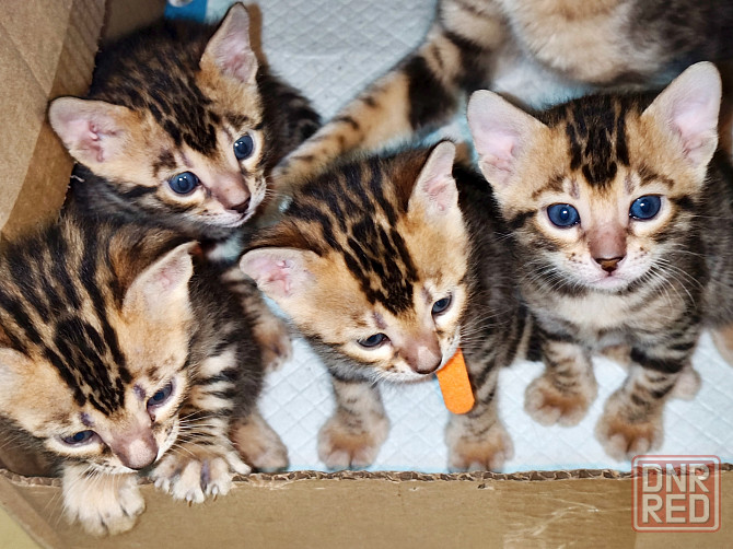 Продам бенгальских котят Донецк - изображение 6