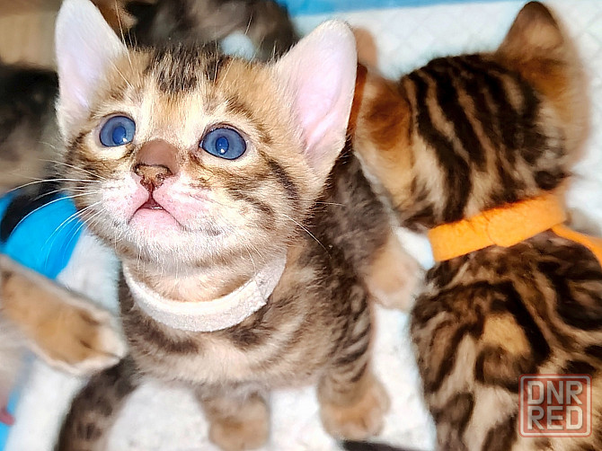 Продам бенгальских котят Донецк - изображение 2