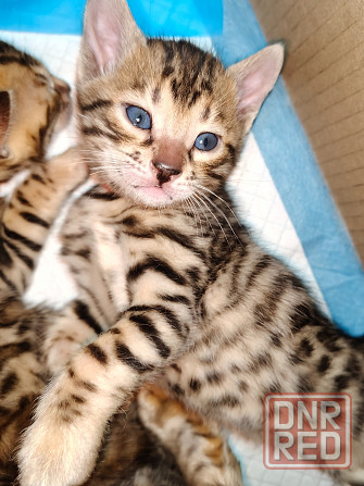 Продам бенгальских котят Донецк - изображение 1