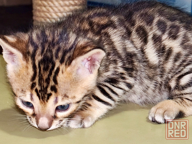 Продам бенгальских котят Донецк - изображение 8