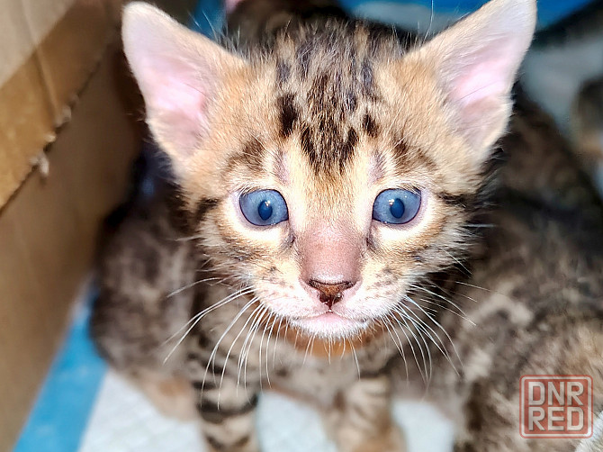 Продам бенгальских котят Донецк - изображение 4
