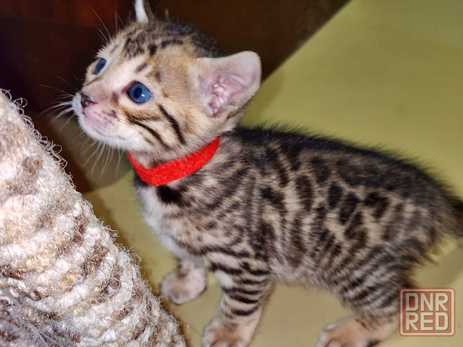 Продам бенгальских котят Донецк - изображение 5