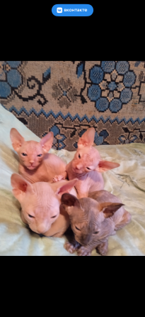 Котята сфинкса Донецк
