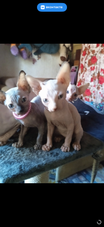 Котята сфинкса Донецк