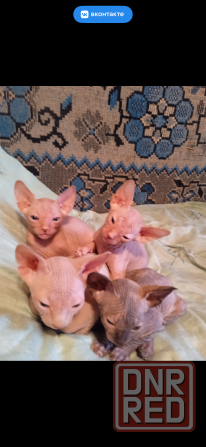 Котята сфинкса Донецк - изображение 2