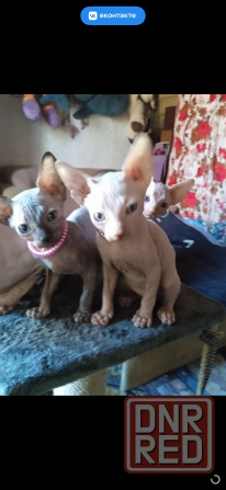 Котята сфинкса Донецк - изображение 1