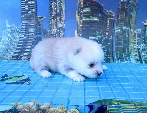 Красотка миничка с доставкой. Донецк