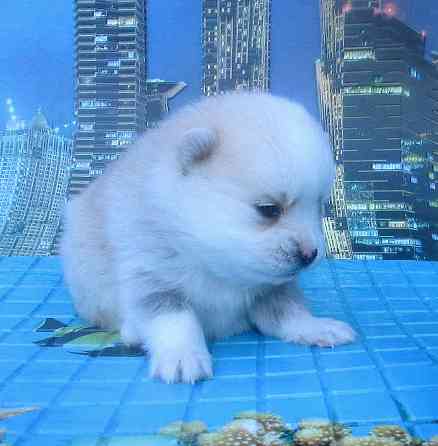 Красотка миничка с доставкой. Донецк