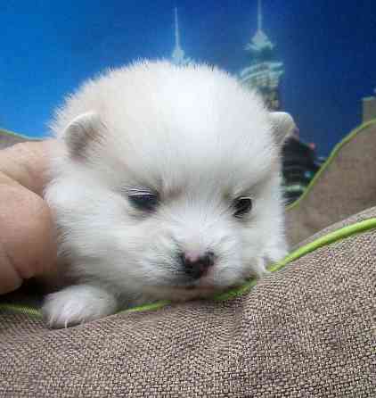 Красотка миничка с доставкой. Донецк