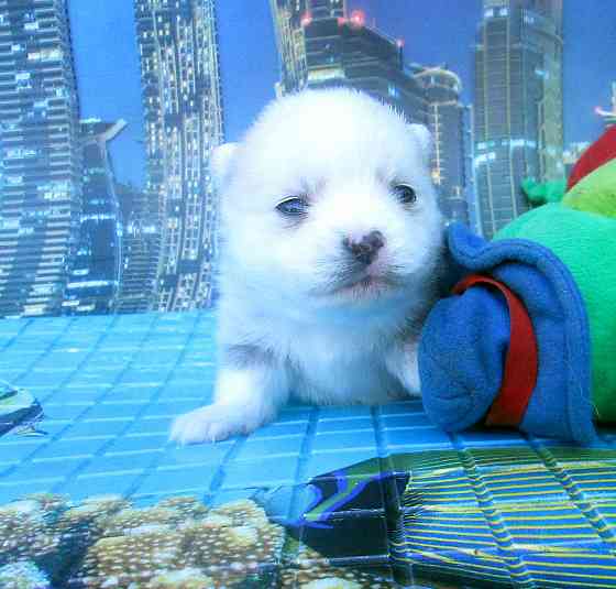 Красотка миничка с доставкой. Донецк