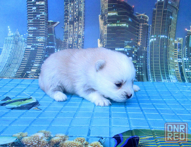 Красотка миничка с доставкой. Донецк - изображение 4