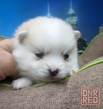 Красотка миничка с доставкой. Донецк - изображение 2