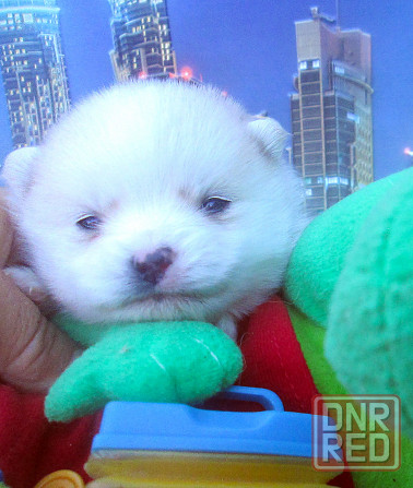 Красотка миничка с доставкой. Донецк - изображение 7