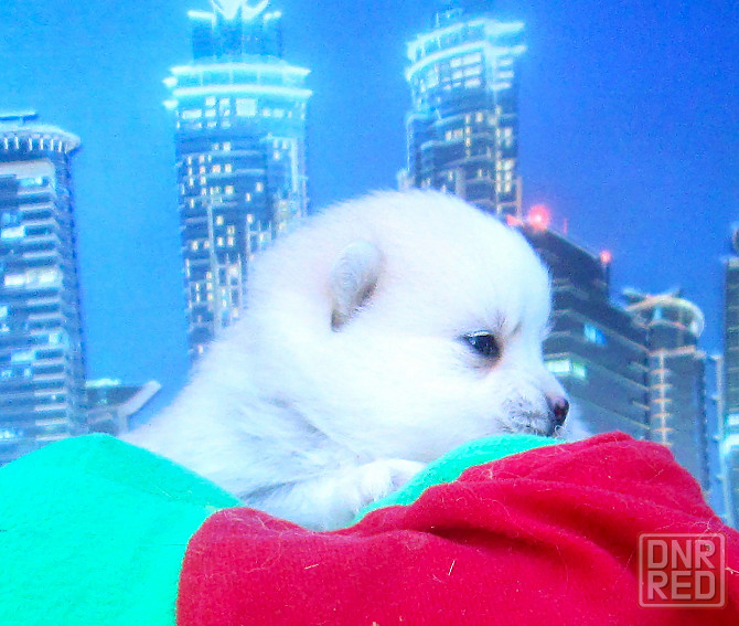 Красотка миничка с доставкой. Донецк - изображение 3