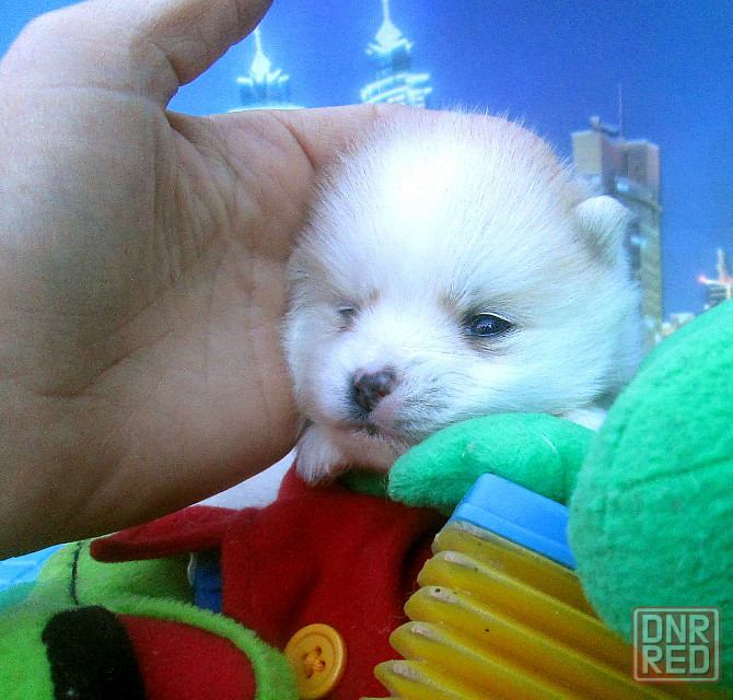 Красотка миничка с доставкой. Донецк - изображение 6