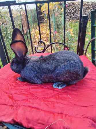 Кролик породы фландер Донецк
