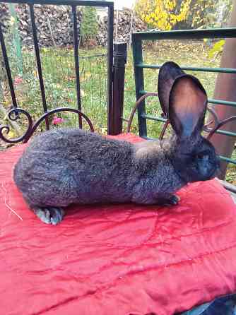Кролик породы фландер Донецк