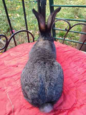 Кролик породы фландер Донецк
