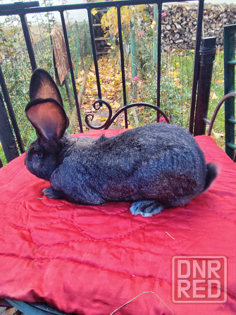 Кролик породы фландер Донецк - изображение 2