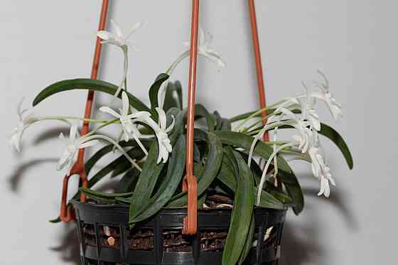 Японская миниатюрная орхидея Neofinetia falcata Onami Seikai Донецк