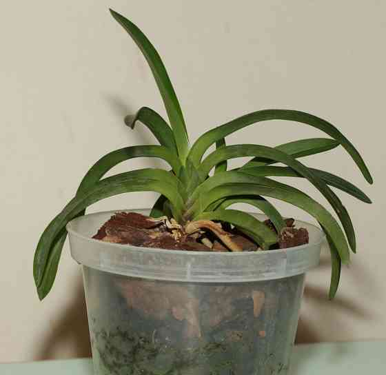 Японская миниатюрная орхидея Neofinetia falcata Onami Seikai Донецк