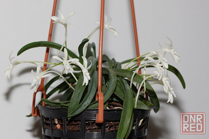 Японская миниатюрная орхидея Neofinetia falcata Onami Seikai Донецк - изображение 1