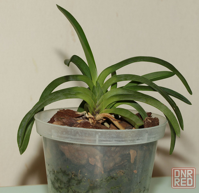 Японская миниатюрная орхидея Neofinetia falcata Onami Seikai Донецк - изображение 3