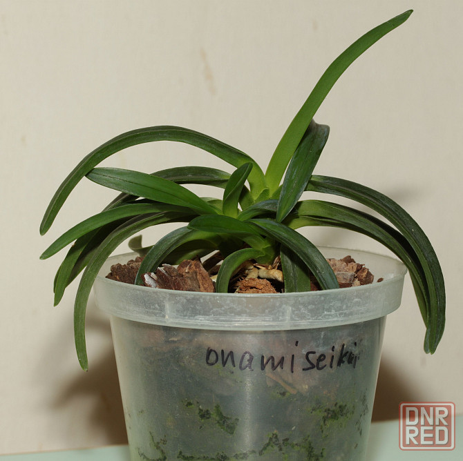 Японская миниатюрная орхидея Neofinetia falcata Onami Seikai Донецк - изображение 2