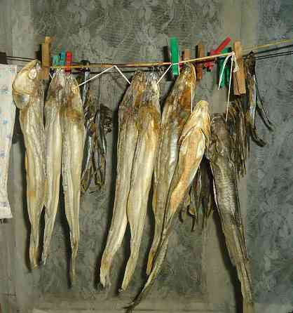 Ещё и рыба, за каждые часы Донецк