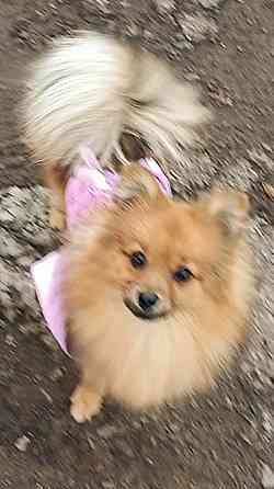 Немецкий шпиц девочка Донецк