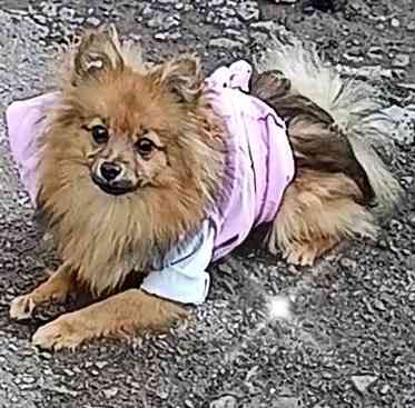 Немецкий шпиц девочка Донецк