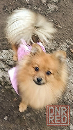 Немецкий шпиц девочка Донецк - изображение 2