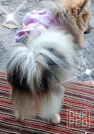 Немецкий шпиц девочка Донецк - изображение 3