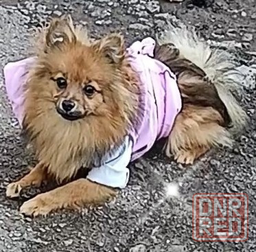 Немецкий шпиц девочка Донецк - изображение 1