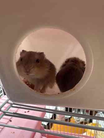 продам джунгариков (как можно быстрее) Донецк