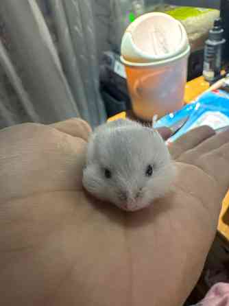 продам джунгариков (как можно быстрее) Донецк