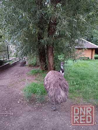 Продам строительную тележку Донецк - изображение 7