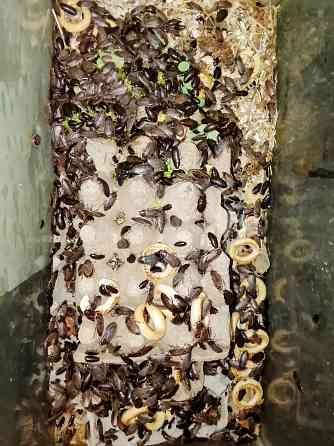 Мраморный таракан, корм для рептилий и пр. Донецк