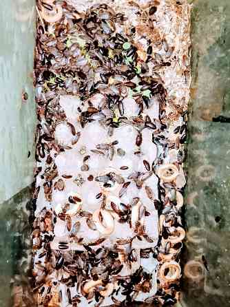 Мраморный таракан, корм для рептилий и пр. Донецк