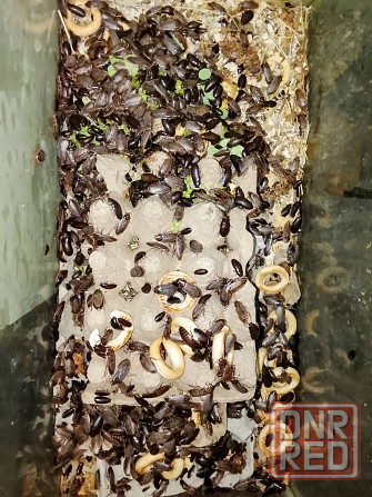 Мраморный таракан, корм для рептилий и пр. Донецк - изображение 2