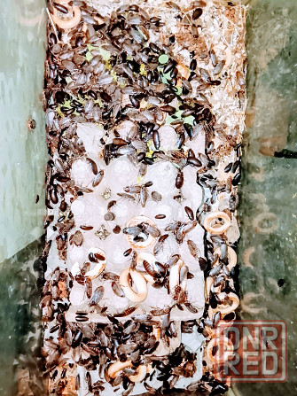 Мраморный таракан, корм для рептилий и пр. Донецк - изображение 1