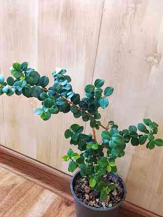 Лума - чилийский мирт. Донецк