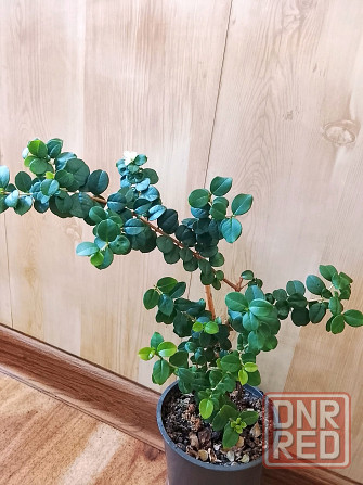 Лума - чилийский мирт. Донецк - изображение 1