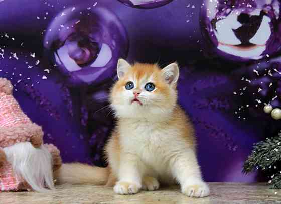 Золотая британская шиншилла, мальчик Макеевка