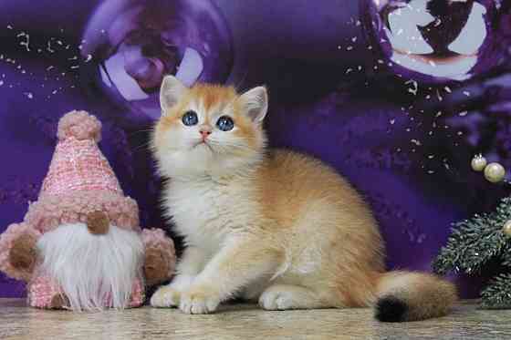 Золотая британская шиншилла, мальчик Макеевка