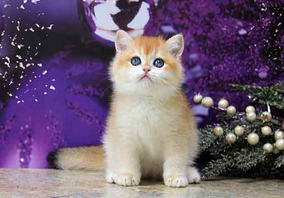 Золотая британская шиншилла, мальчик Макеевка