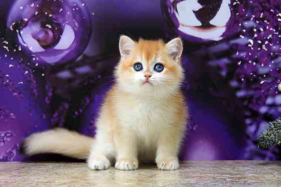 Золотая британская шиншилла, мальчик Макеевка