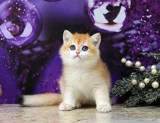 Золотая британская шиншилла, мальчик Макеевка