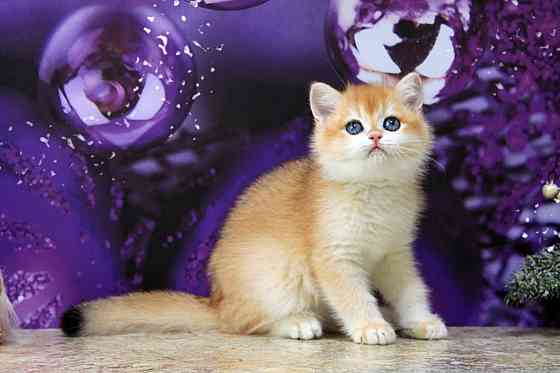 Золотая британская шиншилла, мальчик Макеевка